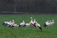 Ciconia ciconia
