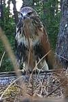 Buteo buteo