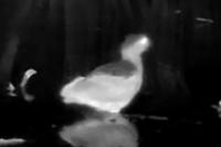 Nycticorax nycticorax