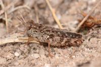 Calliptamus barbarus