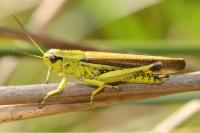 Stethophyma grossum