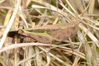 Aiolopus strepens