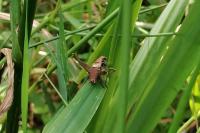 Pholidoptera griseoaptera