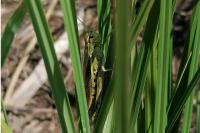 Stethophyma grossum