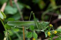 Tettigonia viridissima