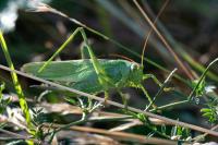 Tettigonia viridissima
