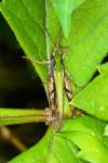 Omocestus rufipes