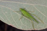 Phaneroptera nana