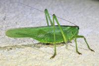 Tettigonia viridissima