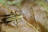 Roeseliana roeselii