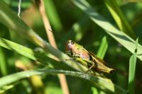 Stethophyma grossum