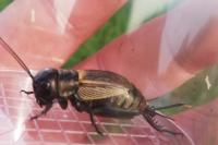 Gryllus campestris