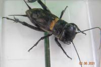 Gryllus campestris