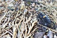 Gryllus campestris