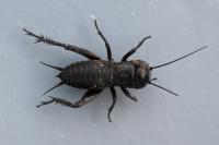 Gryllus campestris