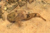 Cottus perifretum