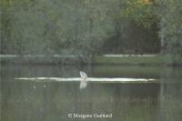Cyprinus carpio