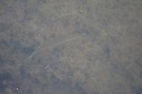 Esox lucius