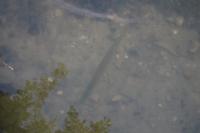 Esox lucius