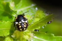 Nezara viridula