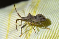 Coreus marginatus