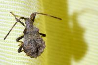 Coreus marginatus