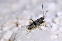 Beosus maritimus