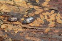 Aneurus laevis