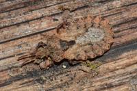 Aradus conspicuus