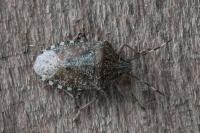 Rhaphigaster nebulosa