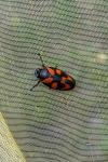 Cercopis vulnerata