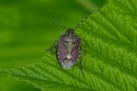 Dolycoris baccarum