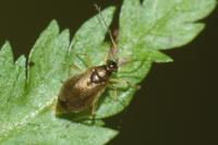 Bryocoris pteridis