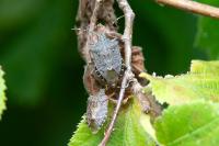 Halyomorpha halys