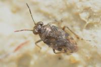 Saldula saltatoria