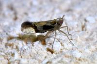 Euides speciosa