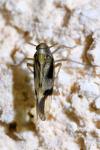 Euides speciosa
