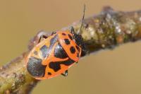 Eurydema dominulus