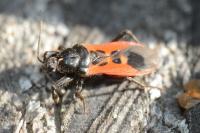 Peirates hybridus