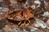 Elasmucha grisea