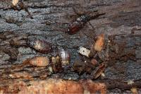 Aneurus laevis