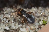 Alloeorhynchus flavipes