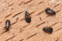 Xylocoris cursitans