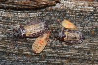 Aneurus laevis