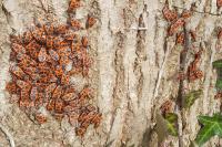Pyrrhocoris apterus