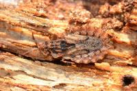 Aradus conspicuus