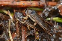 Hesperocorixa sahlbergi