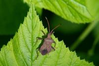 Coreus marginatus
