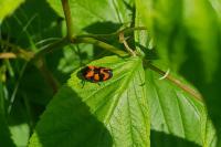 Cercopis vulnerata