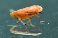 Philaenus spumarius